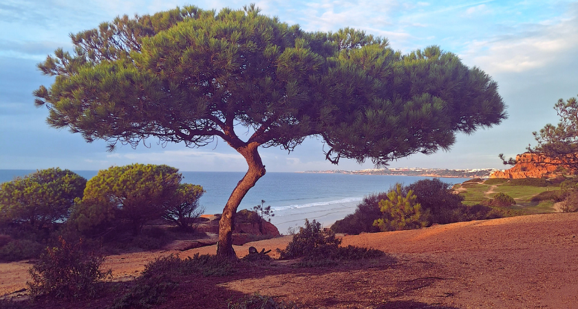 auswandern nach portugal (algarve), einfach aussteigen der auswanderer podcast